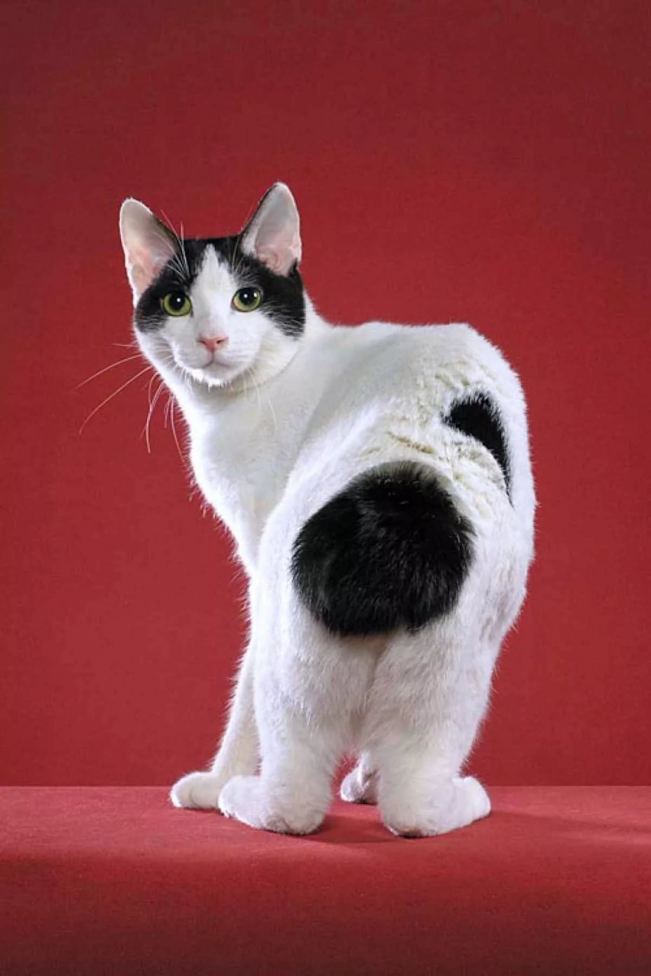 Кошки экзоты короткошерстные