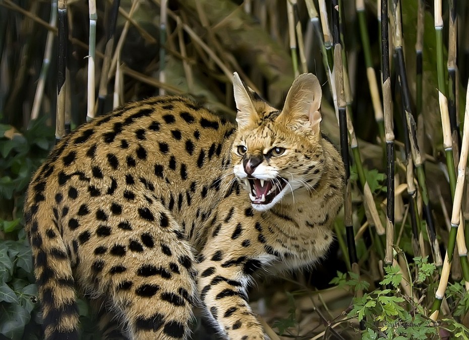 Кот сервал