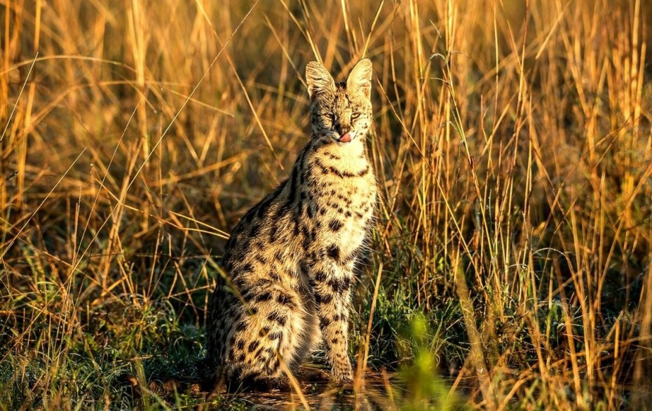 Сервал (Leptailurus Serval),