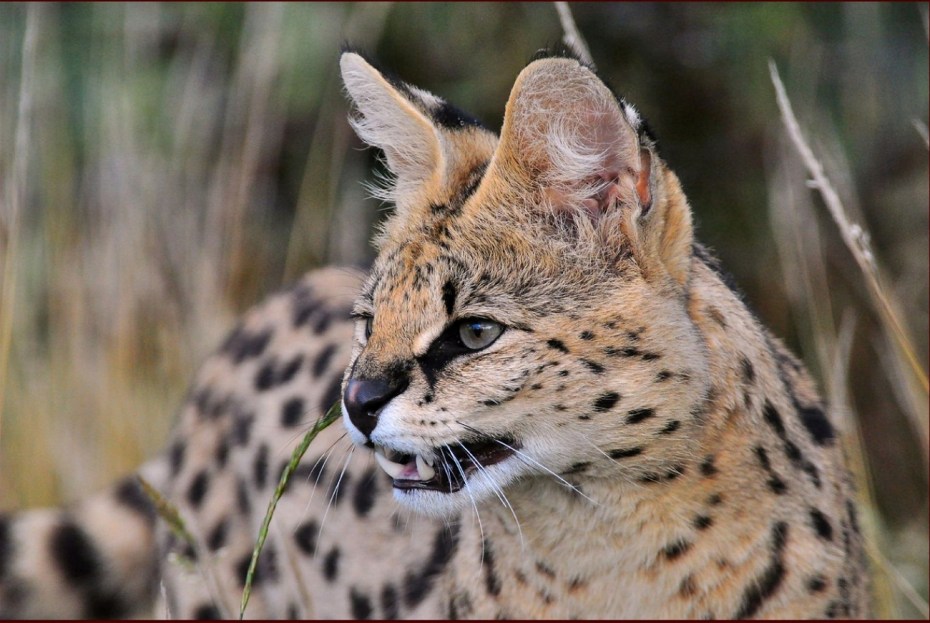 Сервал (Leptailurus Serval),