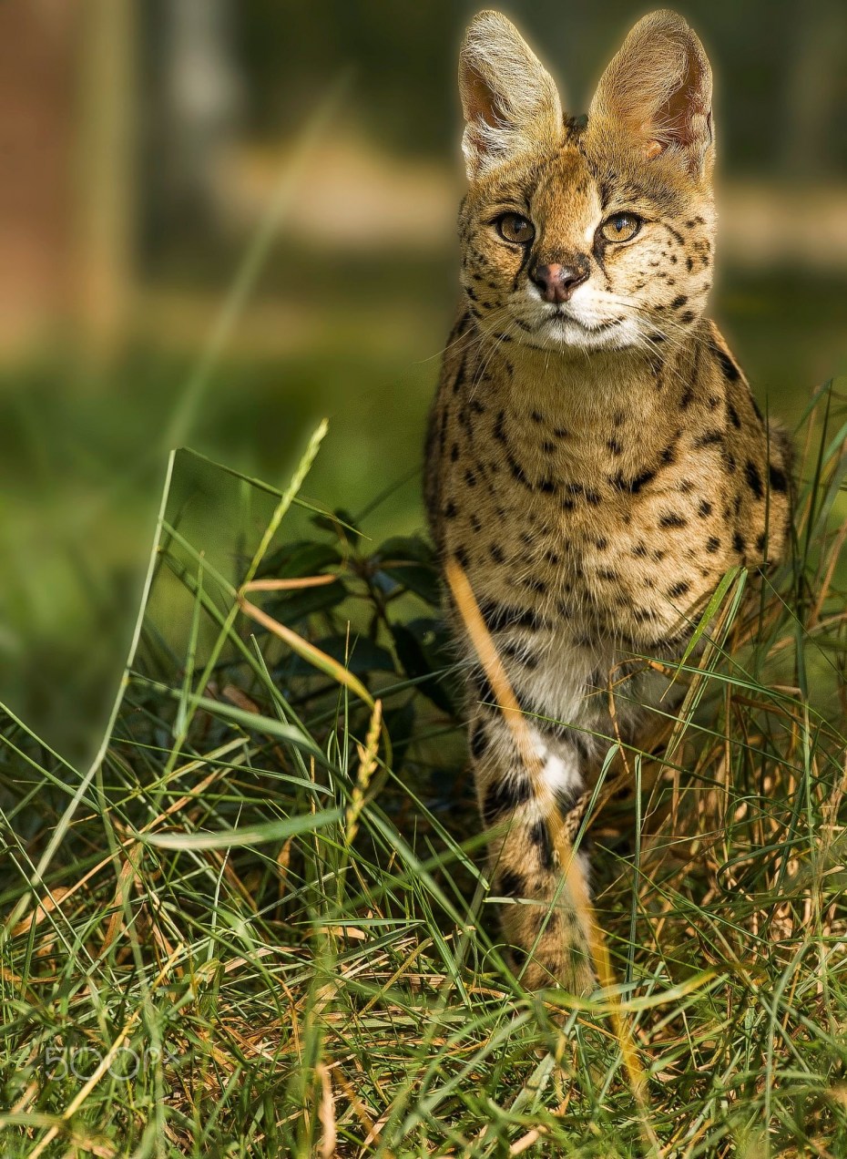 Кот сервал