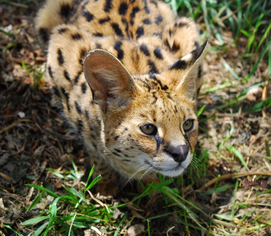 Кошки дикие и домашние фото