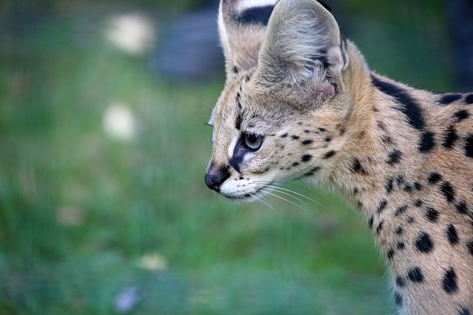 Сервал (Leptailurus Serval),