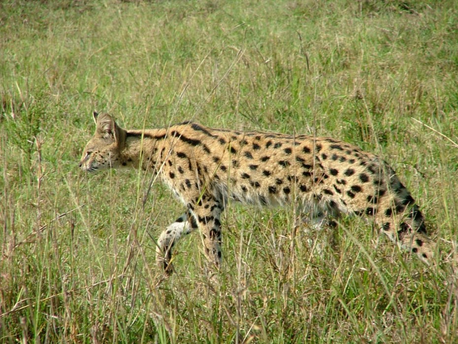 Кот сервал