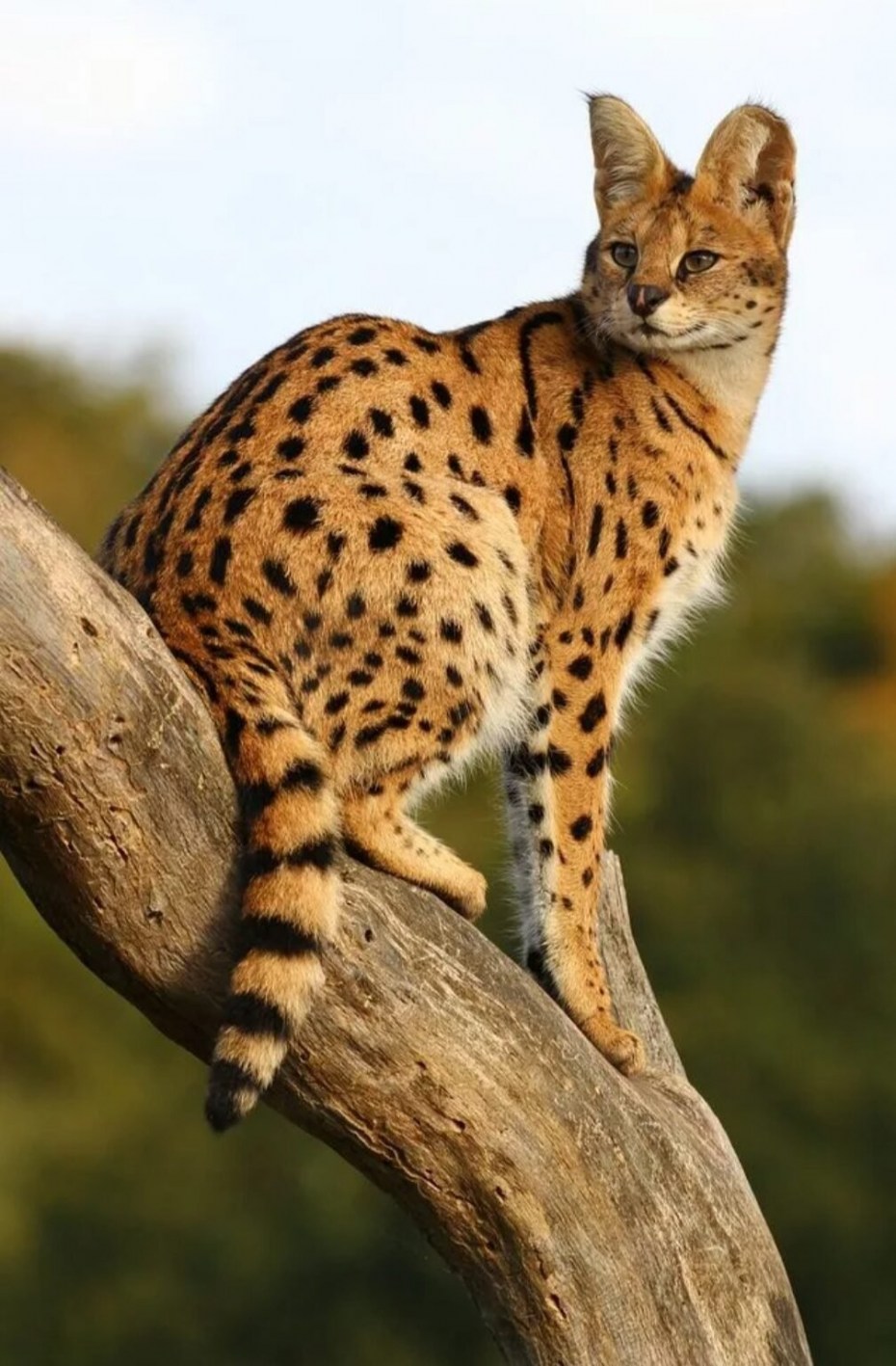 Кот сервал