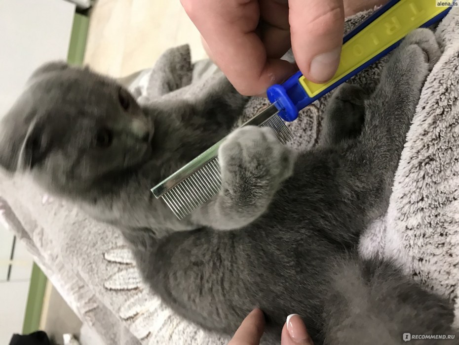 Ушные клещи у кота капли