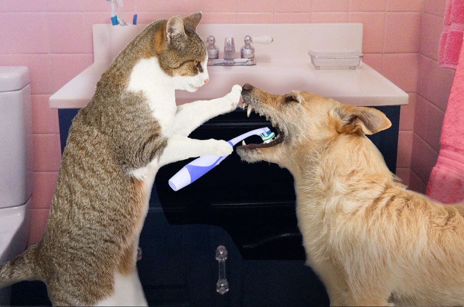 Гигиена кошек