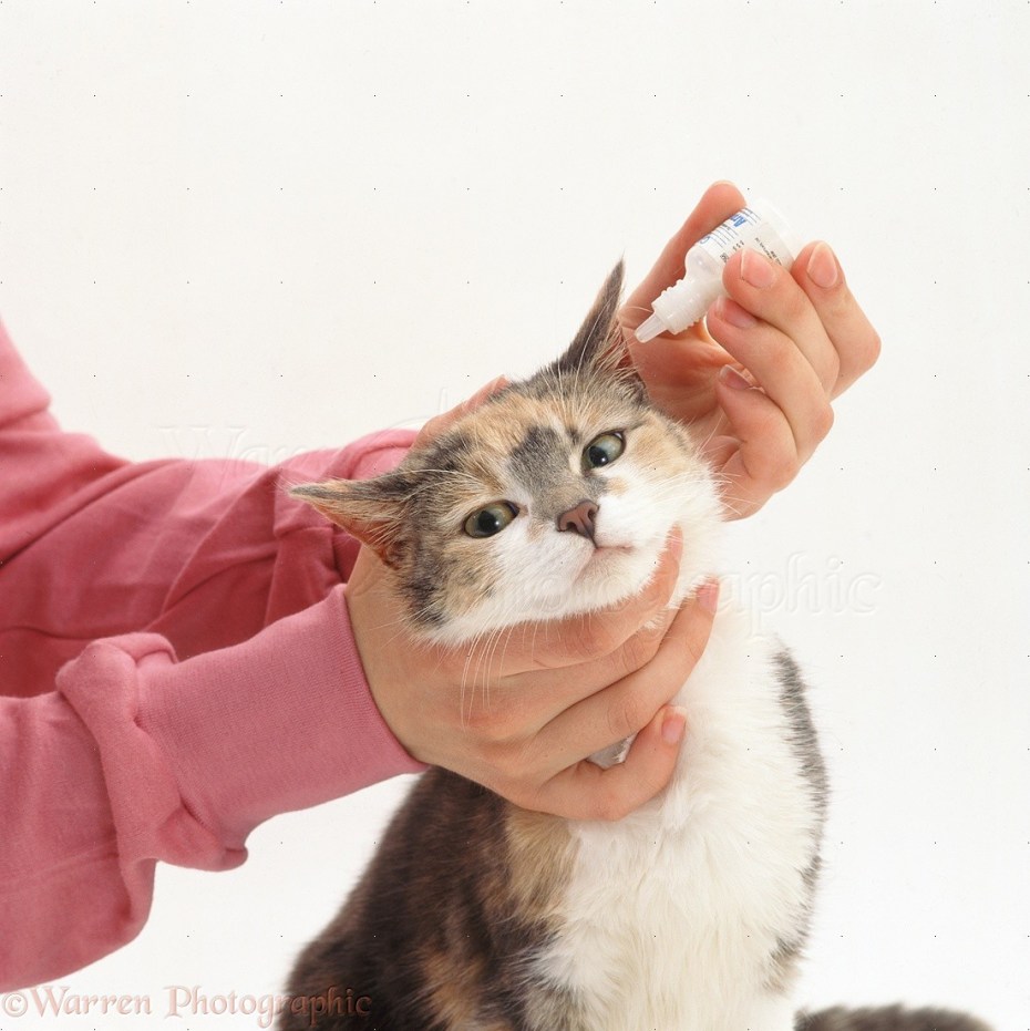 Ринотрахеит кошек эпизоотология