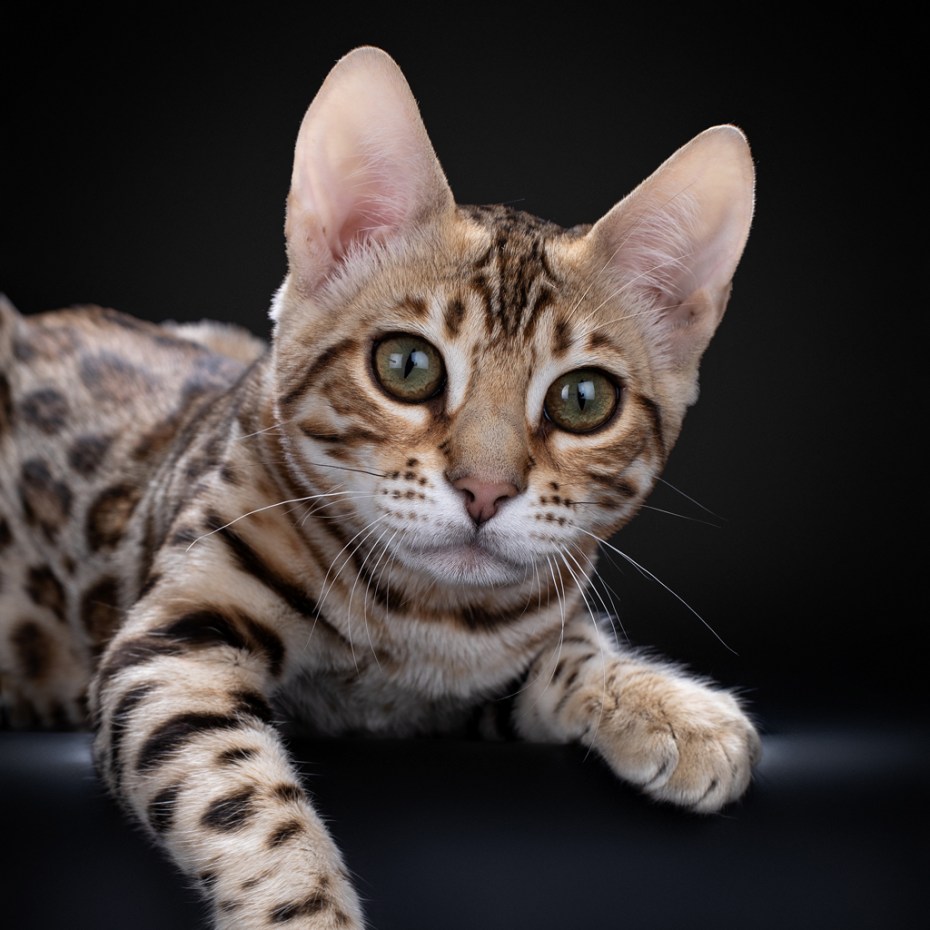 Енгаль Бенгальская кошка