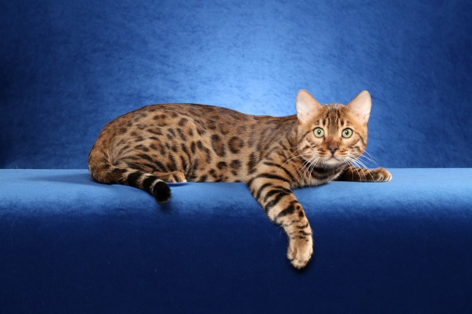 Бенгальская кошка