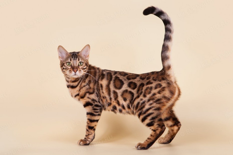 Бенгальская кошка