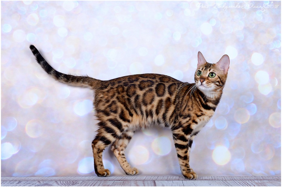 Бенгальский кот котенок