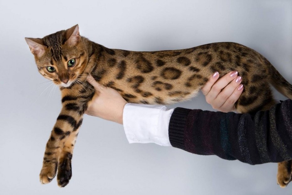 Бенгальский котенок Клайд