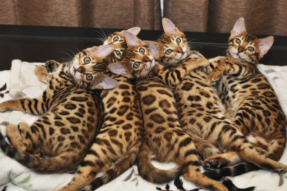 Коты породы бенгал