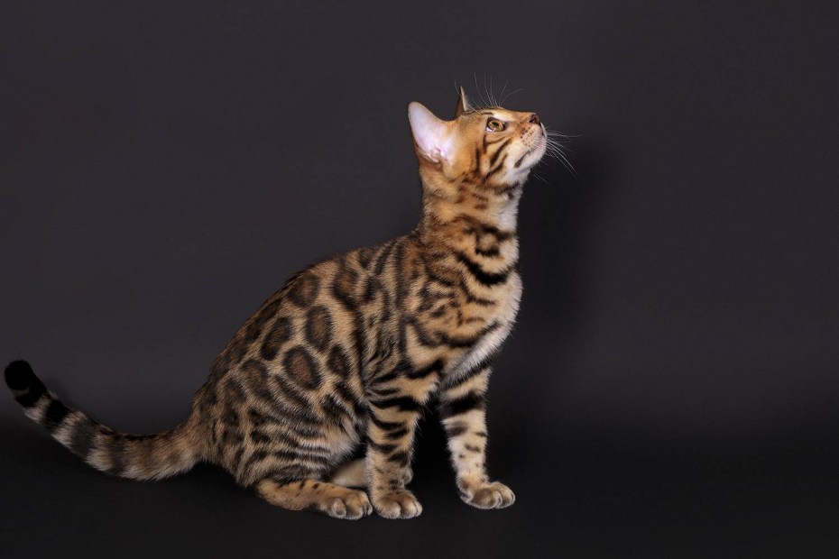 Королевская Бенгальская кошка