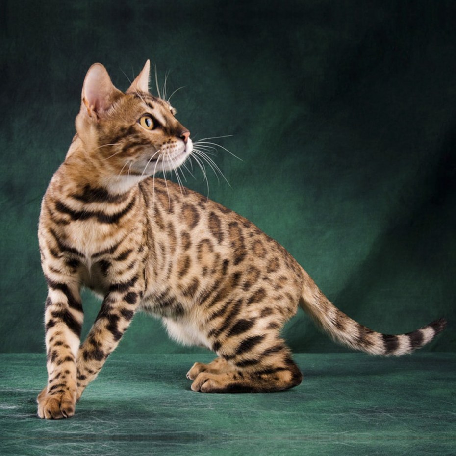Бенгальская кошка