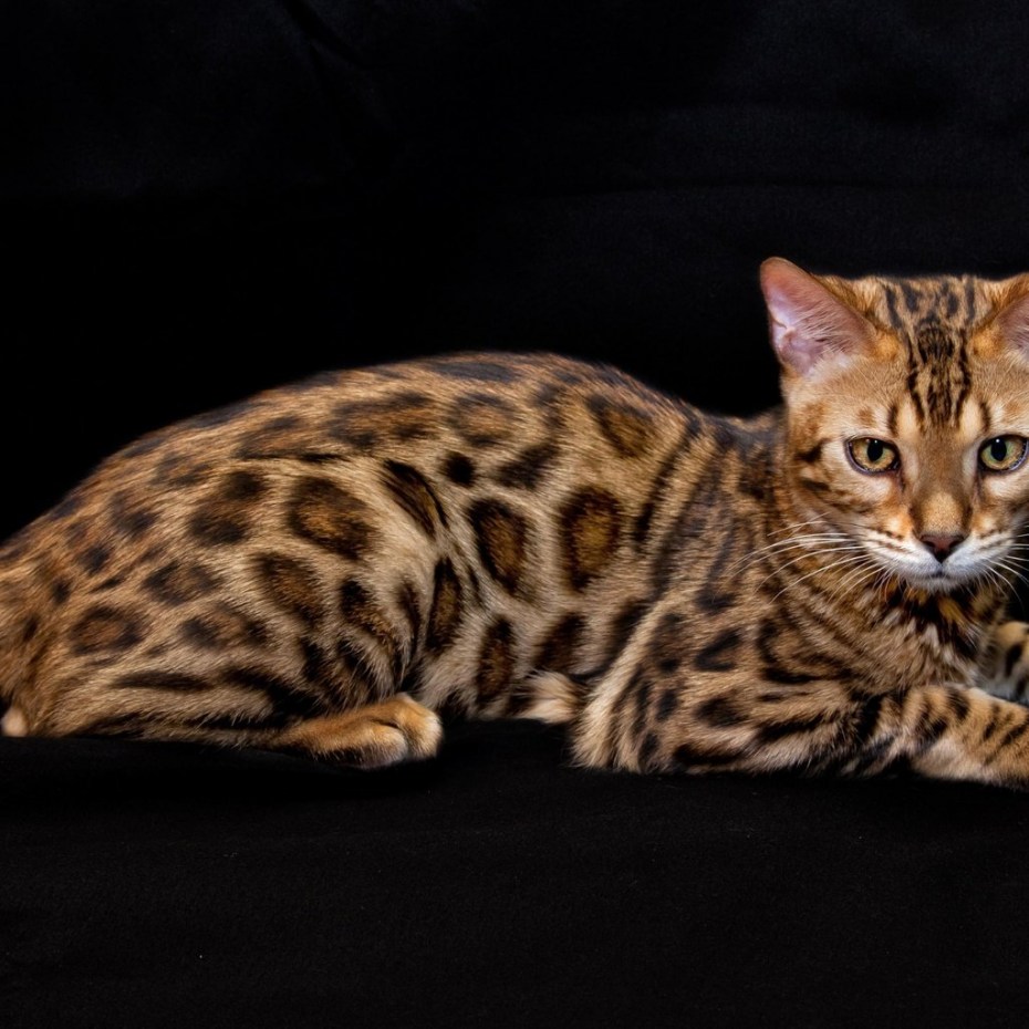 Блю тебби Бенгальская кошка