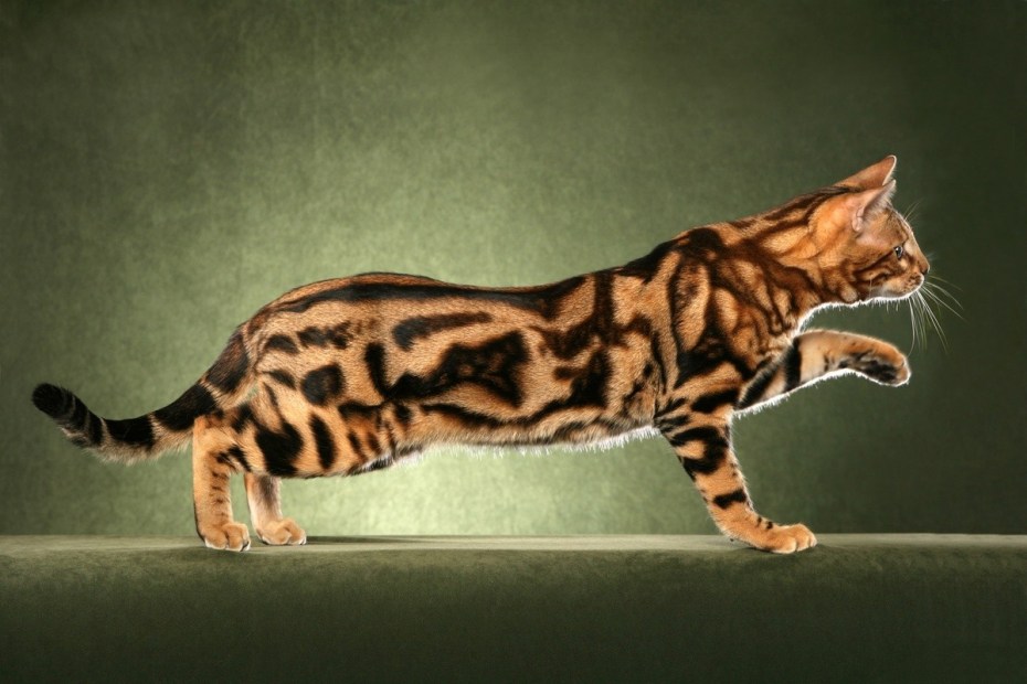 Бенгальская кошка