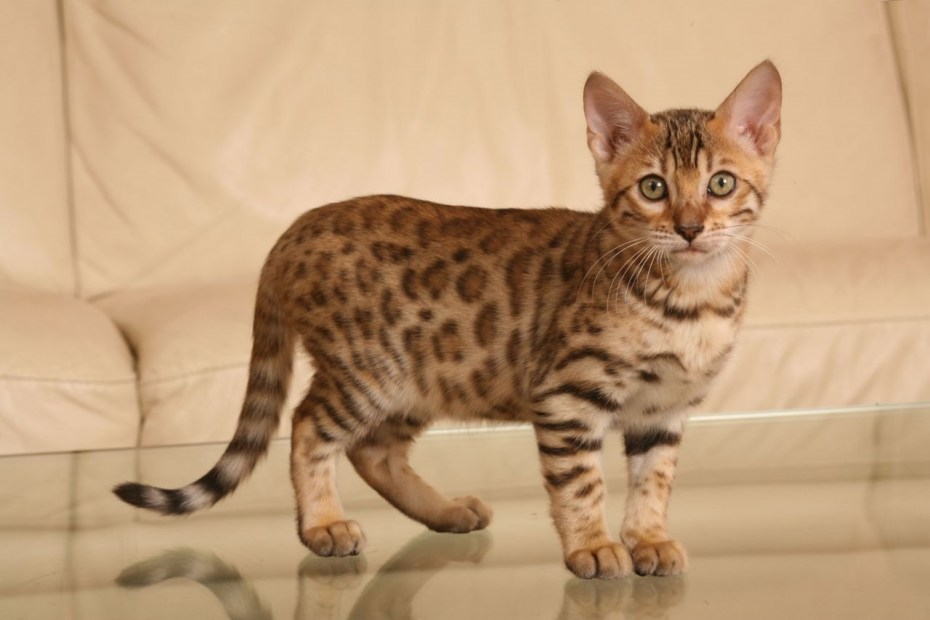 Бенгальская короткошерстная кошка