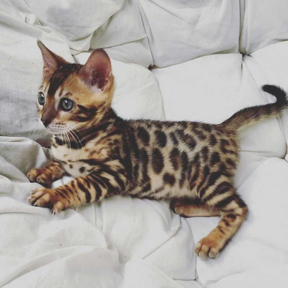 Бенгальская кошка тойгер