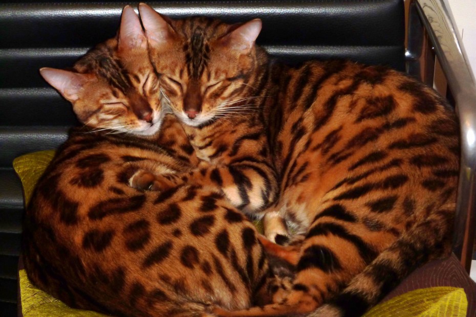 Бенгальская кошка