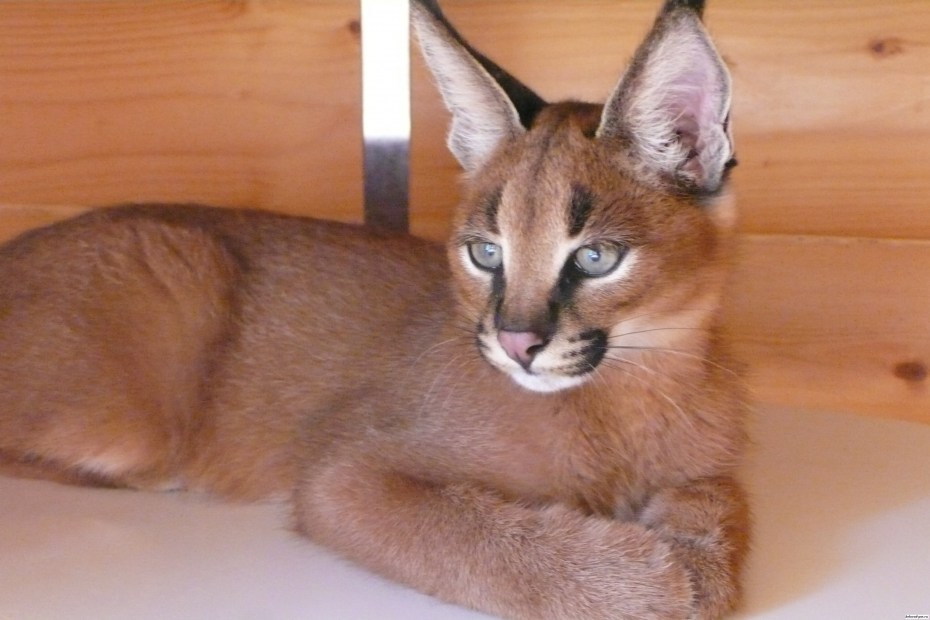 Кот каракал на руках
