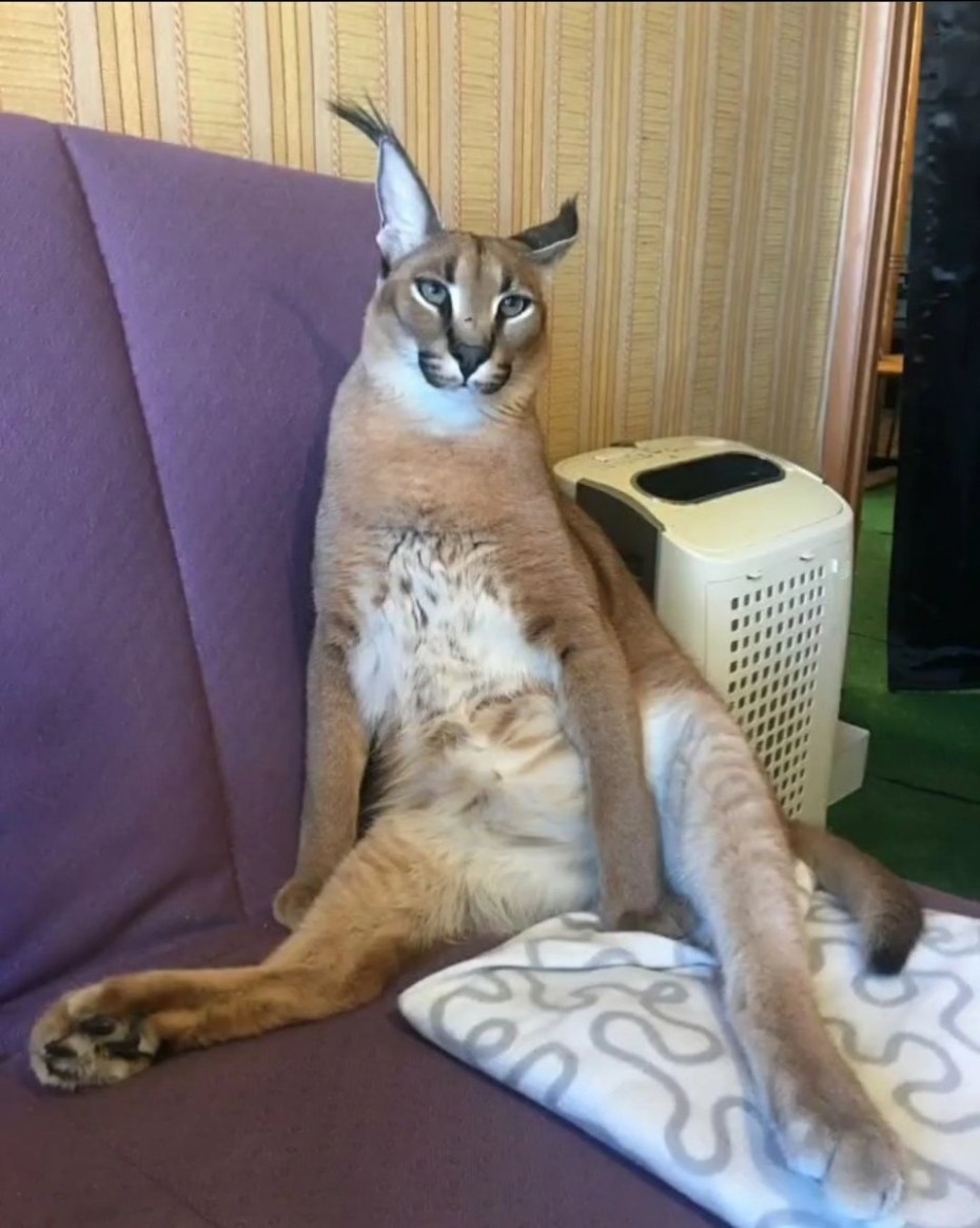 Кот породы каракал