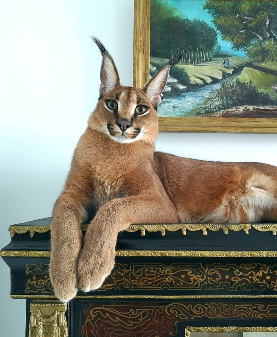 Кошка Рысь каракал Шлепа Гоша
