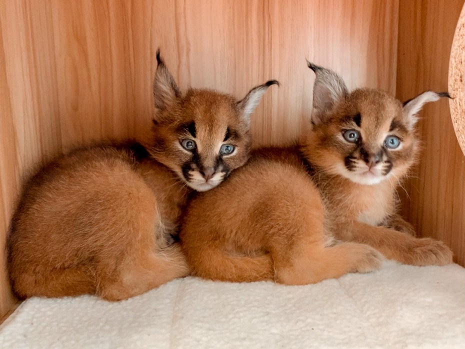 Каракуль домашняя кошка