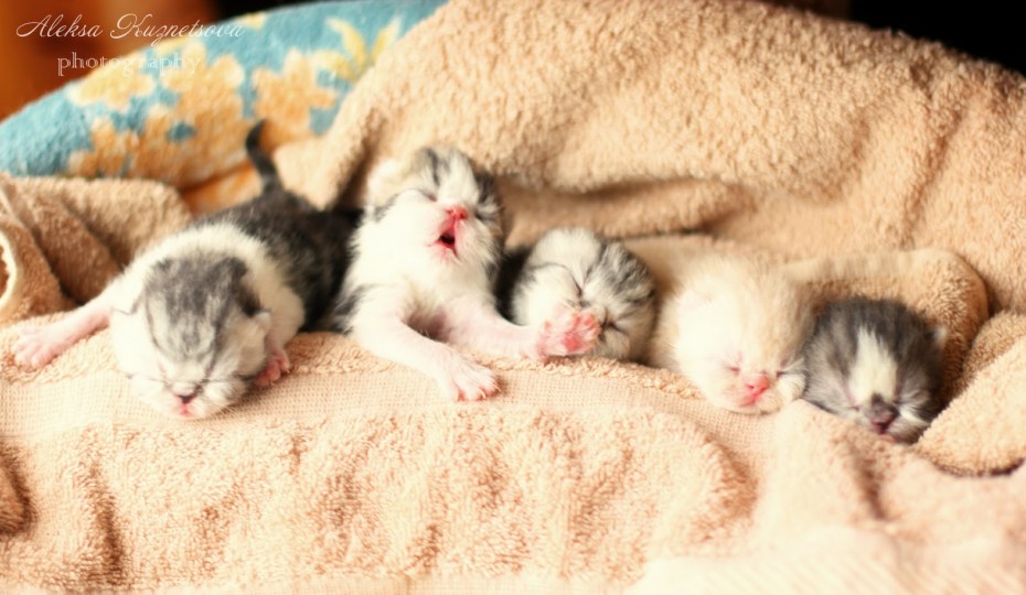 Котенок открыл глазки