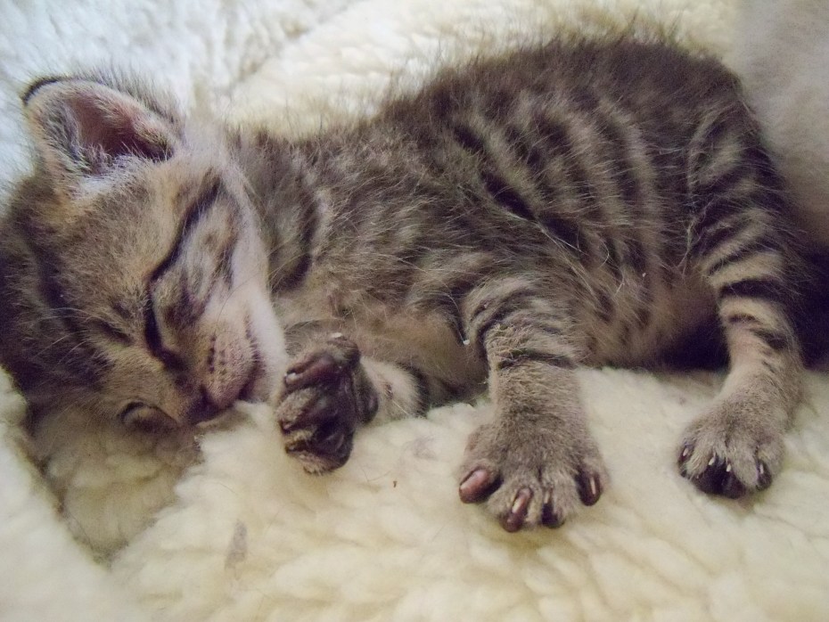 Котенок 2 месяца
