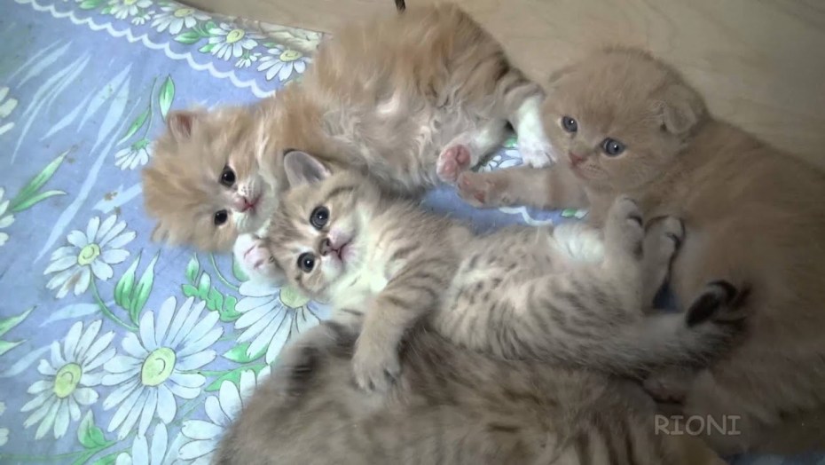 Маленькие котята которые только родились