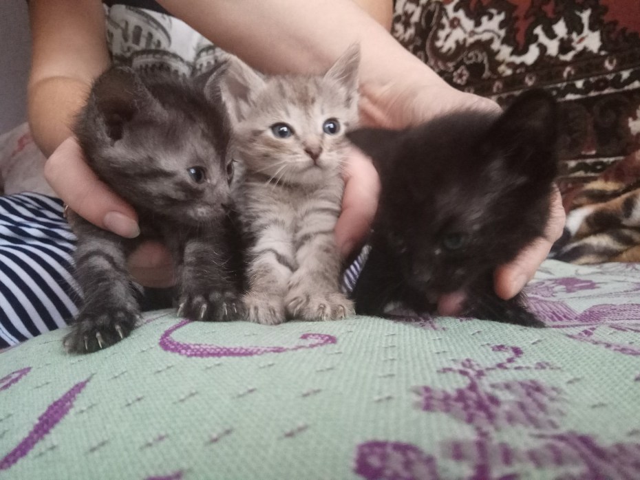 Котят только открыли глазки