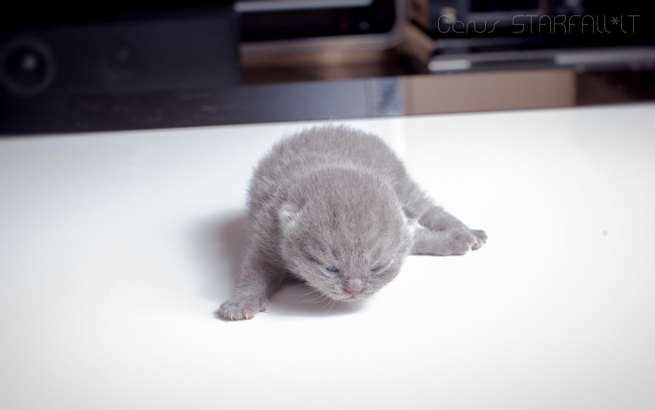 Котенок открыл глазки