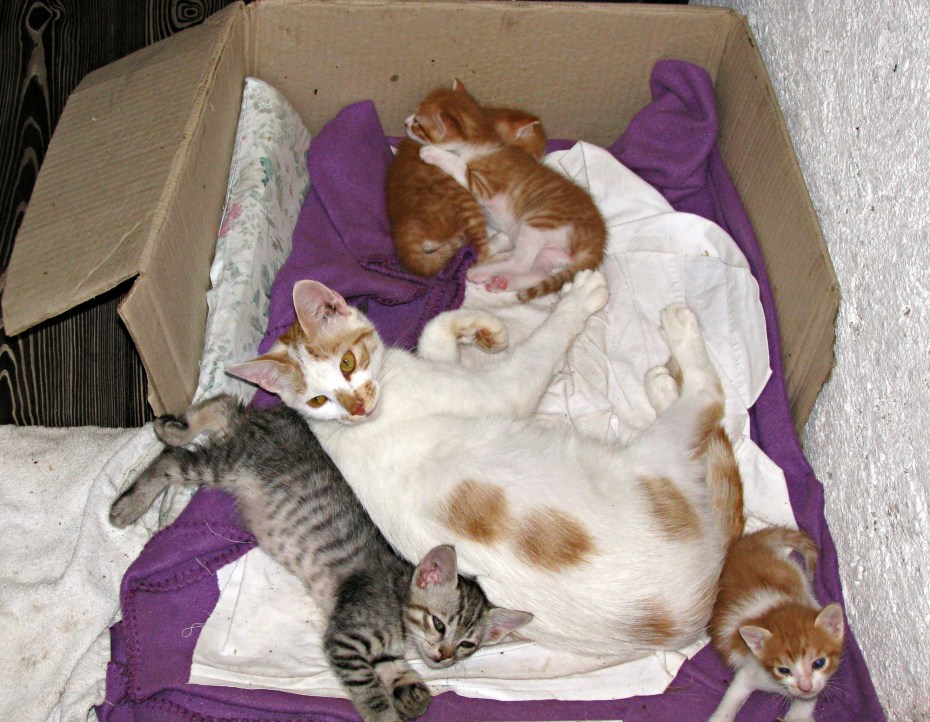 Кота макунт котёнок бесплатно