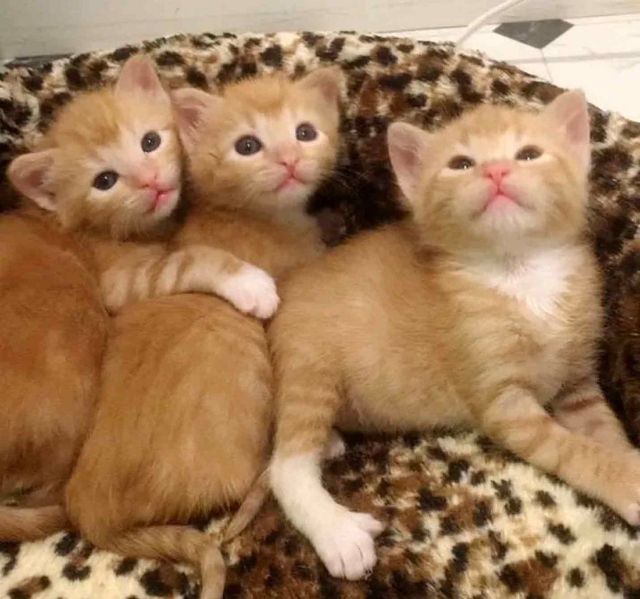Котенок открыл глазки