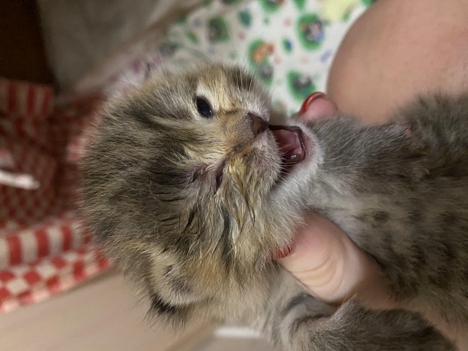 Новорожденные котята