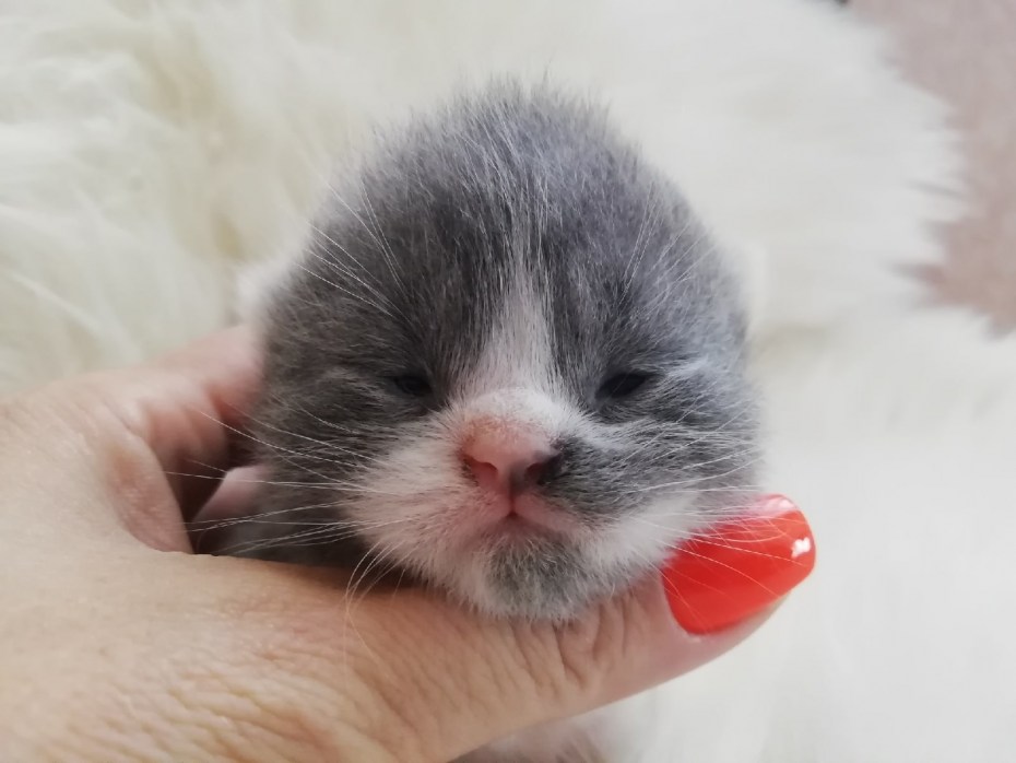 Маленькие котята только открывшие глаза