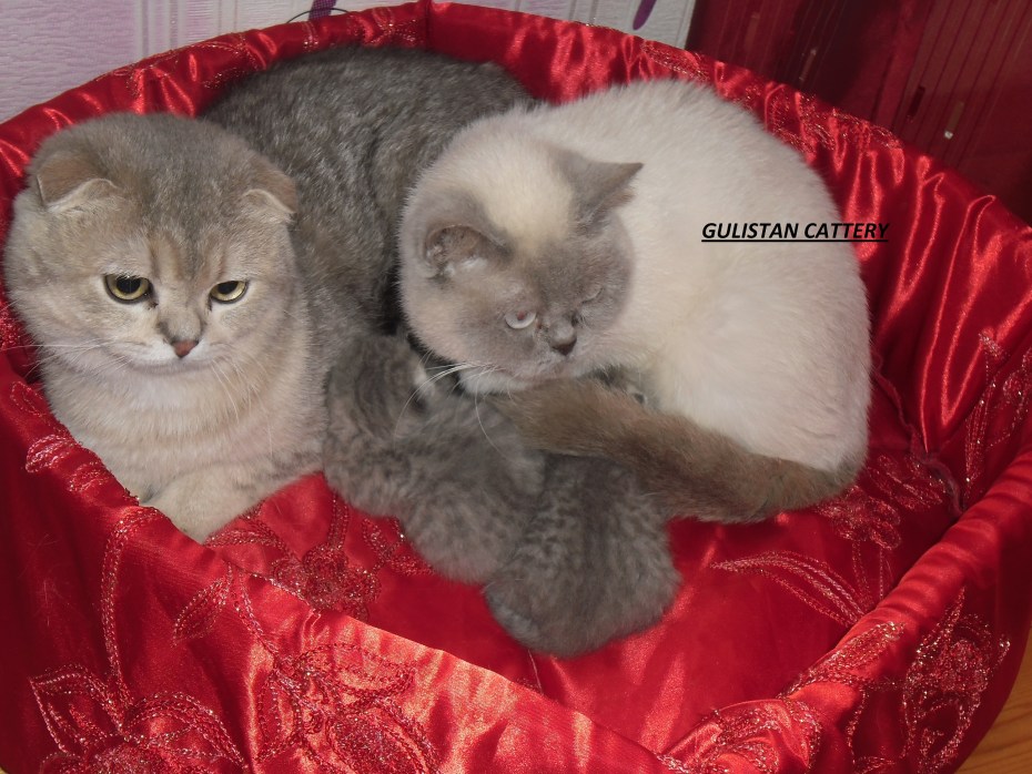 Шотландские котята после рождения