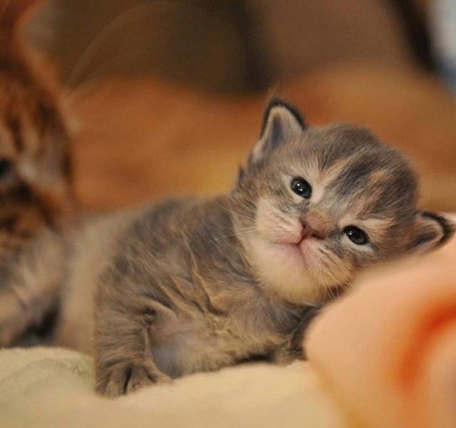 Котенок открыл глазки