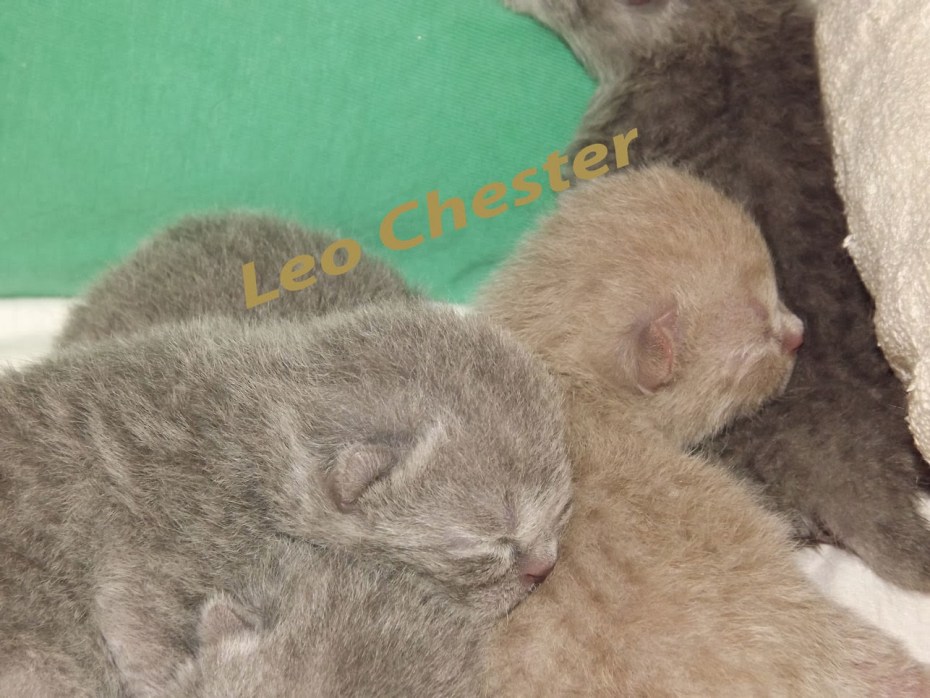 Шотландские котята после рождения