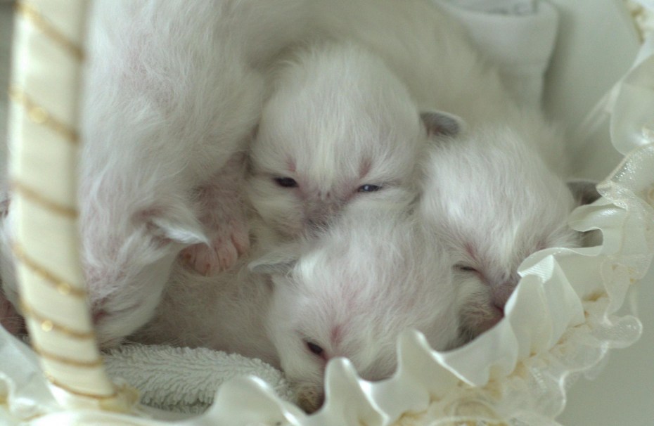 Котенок открыл глазки