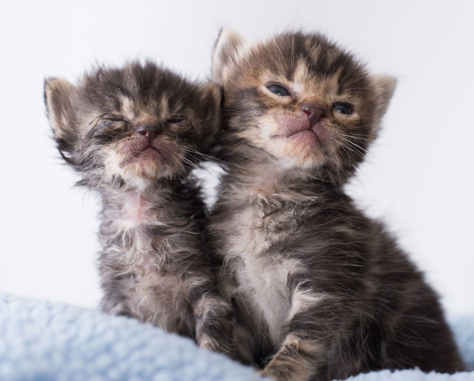 Котенок открыл глазки