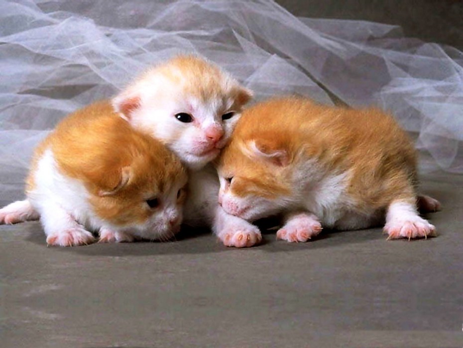 Котенок открыл глазки