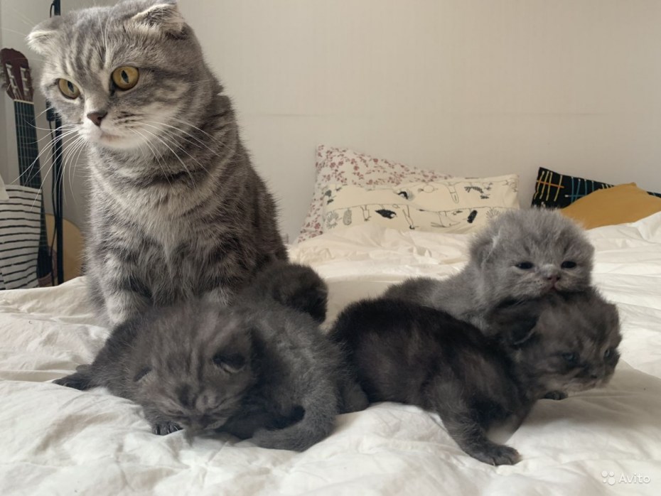 Шотландская мама кошка