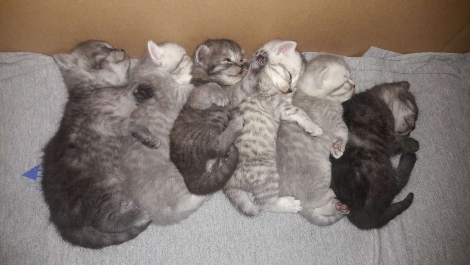 Шотландские котята после рождения