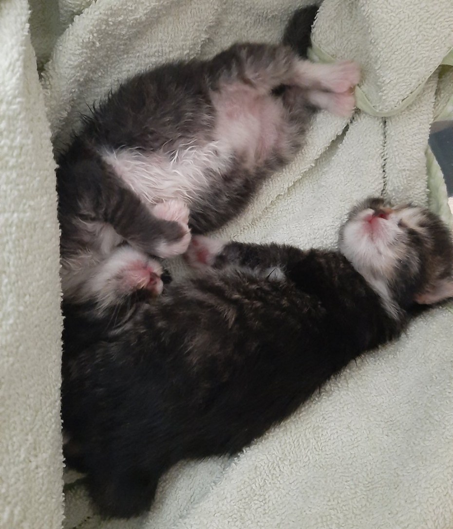 Котенок открыл глазки