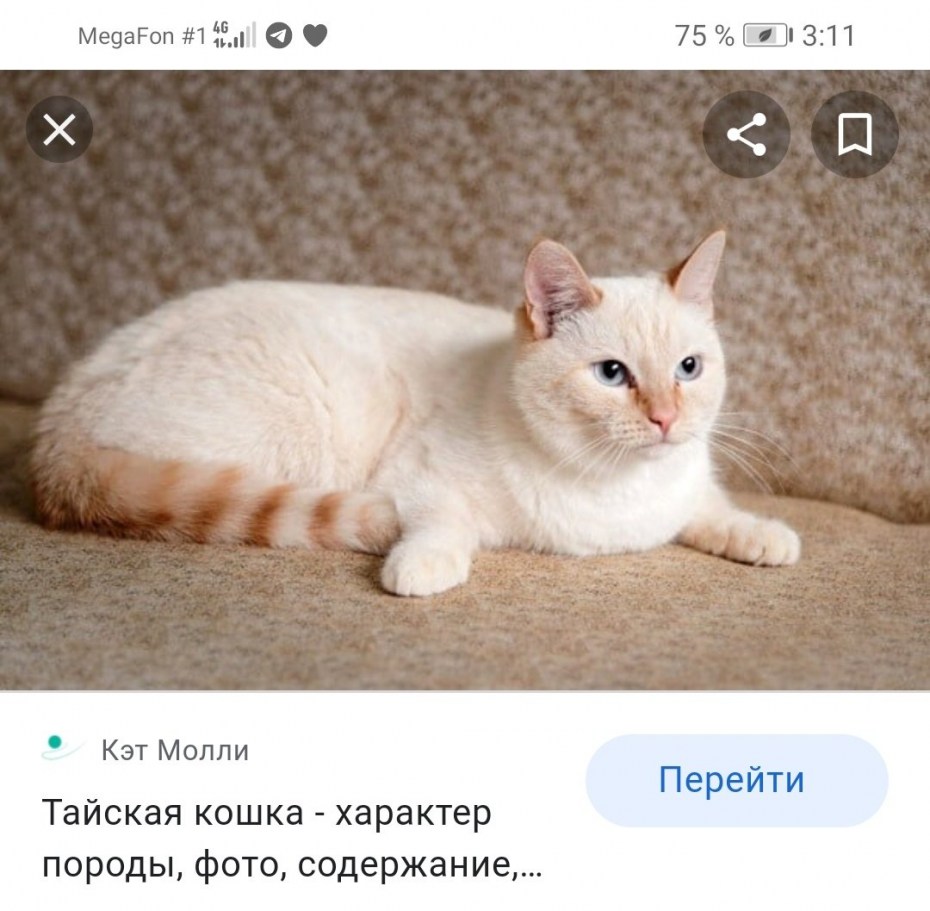 Тайский кот ред Пойнт