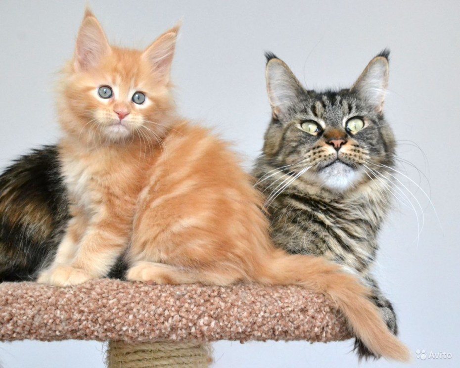 Рыжие котята Мейн кун трио