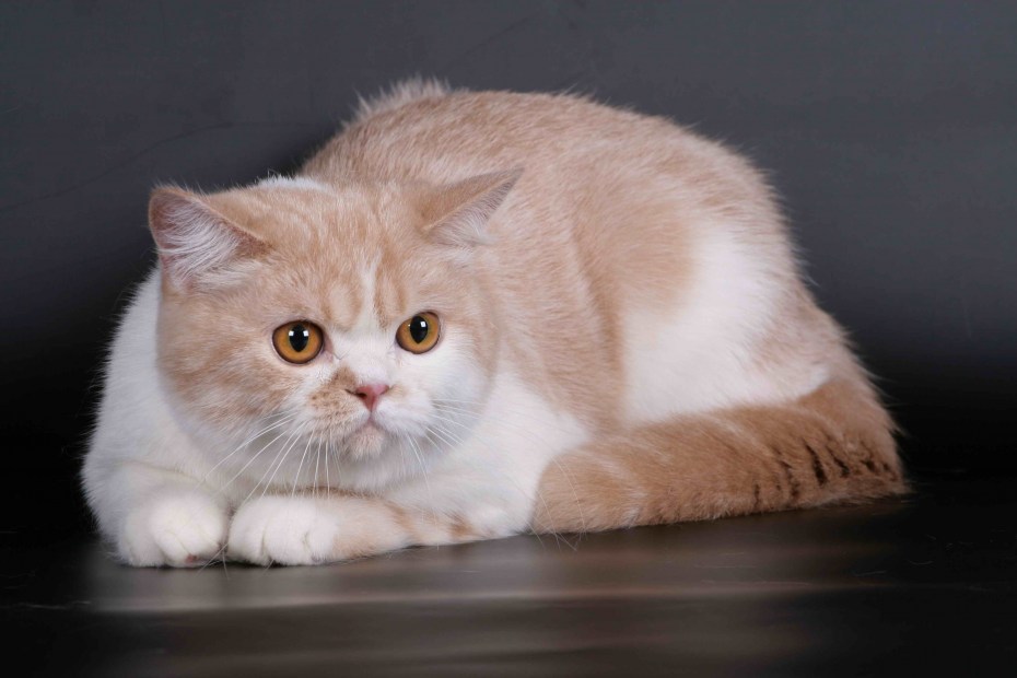 Скоттиш страйт рыжий